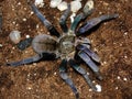 Haplopelma Lividum