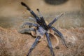 Haplopelma lividum