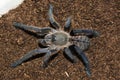 Haplopelma longipes spiderling Royalty Free Stock Photo