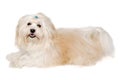 Happe Coton De Tulear dog resting on a clean white background Royalty Free Stock Photo