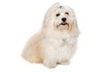 Happe Coton De Tulear dog sitting on a clean white background Royalty Free Stock Photo