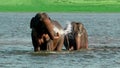 Happily bathing romantic elephant couple Royalty Free Stock Photo