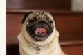 Happiness Adorable cute dog pug breed lying on floor and looking up to something.Funny dog making question face smile at home.Dog