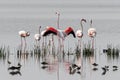 Happiness in Air Dancing Flamingo Royalty Free Stock Photo