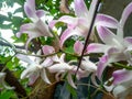 Happiness with of The Antz on Dendrobium Flower Royalty Free Stock Photo