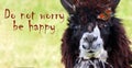 Happiness concept. Good mood. Portrait of a young cheerful llama with a bright butterfly close-up. Llama on the farm. Royalty Free Stock Photo