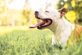 Happiness dog with bookeh background