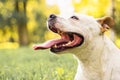 Happiness dog with bookeh background