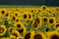 Happiness in the face of a sunflower Royalty Free Stock Photo