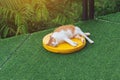 Happiness white and brown cat lying or sleeps on yellow cushion on artificial grass at balcony. Pet having nap outdoor. The joy of Royalty Free Stock Photo