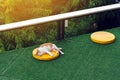 Happiness white and brown cat lying or sleeps on yellow cushion on artificial grass at balcony. Pet having nap outdoor. The joy of Royalty Free Stock Photo