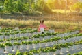 Happiness young girl having fun and cheerful in the organic strawberry farm on warm sunny day. New generation with agriculture. Royalty Free Stock Photo