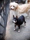 Happy active black fat cute miniature pincher dog playing around, standing in front of metal fence barking outside