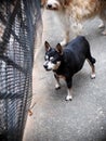 Happy active black fat cute miniature pincher dog playing around, standing in front of metal fence barking outside