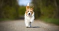 Happy active dog running, puppy hyperactivity banner Royalty Free Stock Photo