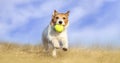 Happy active dog running with a tennis toy ball, puppy hyperactivity