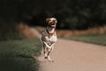 Happy ointer dog running on a field in summer