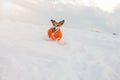 Happy active pup rinning in snow