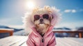 A happy, active, small, cheerful dog in a pink jacket and glasses runs through the snow overlooking a snowy landscape of