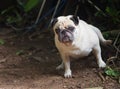 Happy active white female pug dog making funny face Royalty Free Stock Photo