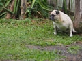 Happy active white female pug dog making funny face Royalty Free Stock Photo