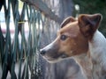 Happy active young Jack Russel, Rusell terrier dog white and brown