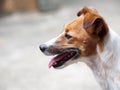 Young Jack Russel terrier dog white and brown color face and eyes Royalty Free Stock Photo