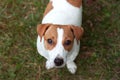 Happy active young Jack Russell terrier dog white and brown color face and eyes close up outdoor Royalty Free Stock Photo