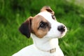 Happy active young Jack Russell Terrier. White-brown color dog face and eyes close-up in a park outdoors, making a serious face un Royalty Free Stock Photo