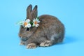 Happy adorable fluffy lovely cute Easter gray bunny rabbit with long ears wearing daisy flower crown on blue background. celebrate