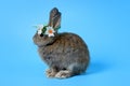 Happy adorable fluffy lovely cute Easter gray bunny rabbit with long ears wearing daisy flower crown on blue background. celebrate