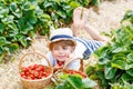 Little kid boy picking strawberries on organic bio farm, outdoors. Royalty Free Stock Photo