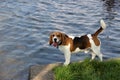 Happy adult beagle dog by a pond