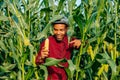 Happy african american farmer successfully shows sweet corn cobs during harvest time Royalty Free Stock Photo