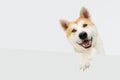 Happy akita dog hanging with paws on blank. Isolated on gray colored background