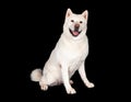 Happy Akita Dog Sitting Over Black Background
