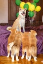 Happy akita inu dog family.Proud mother posing with her puppies