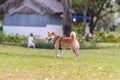 Happy Akita Inu dog going to the park