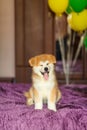 Happy akita inu puppy celebrate his adoption in new family