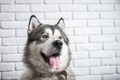 Happy Alaskan Malamute dog smiling with wet nose on white wall background Royalty Free Stock Photo