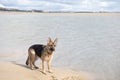 Happy Alsatian dog playing on a sandy beach Royalty Free Stock Photo