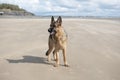 Happy Alsatian dog playing on a sandy beach Royalty Free Stock Photo