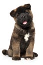 Happy American Akita dog on white background Royalty Free Stock Photo