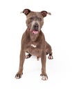 Happy American Staffordshire Terrier Dog Sitting Royalty Free Stock Photo