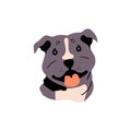 Happy American Staffordshire terrier muzzle. Cute Pit Bull avatar. Kind guard dog smiles, shows tongue. Amusing Amstaff