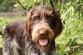 Happy animal face of bohemian wire with pink tongue out. Very rare type of dog. Brown fur with big beard. Satisfied female dog. A Royalty Free Stock Photo