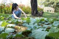 Happy asian child girl is growing vegetables in gardening in the backyard,activities of school holidays,education,agriculture,