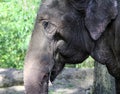 Happy Asian elephant Royalty Free Stock Photo