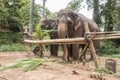 Asian elephant at an ethical elephant sanctuary in Thailand