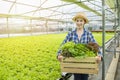 Happy Asian farmer gardener woman hand hold basket of fresh green organic vegetable in greenhouse hydroponic organic farm,Small